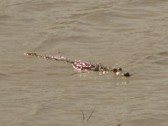 02 Croco Au Frais Sous Le Soleil